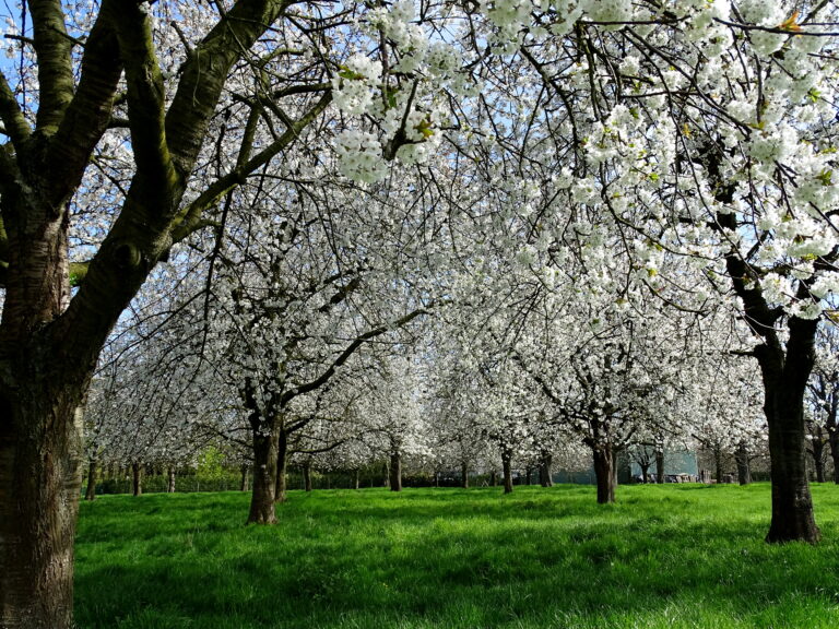 Borgloon (27)
