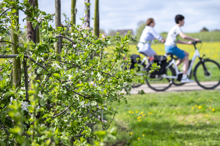 fietsen bloesems