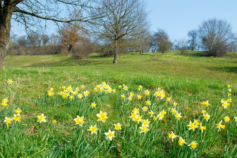 7020295785_4bd29ed491_o