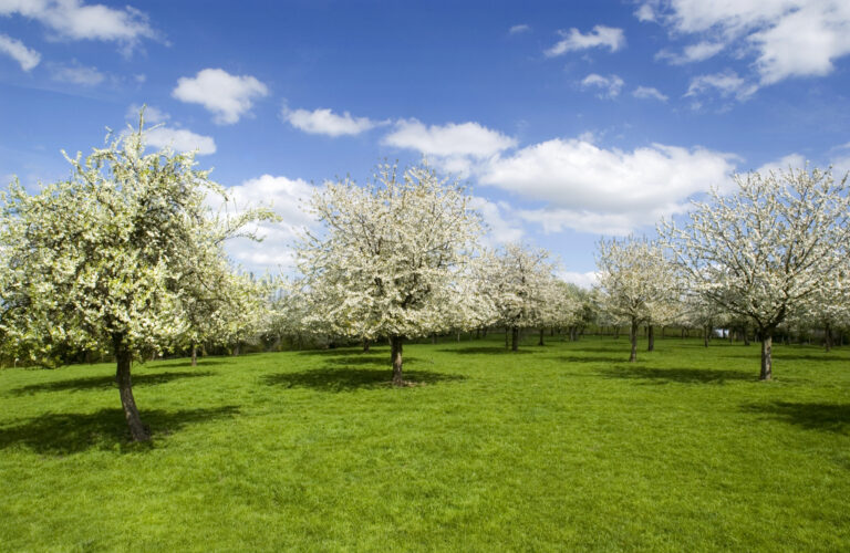 08 00 00 foto st haspengouw van provincie 015