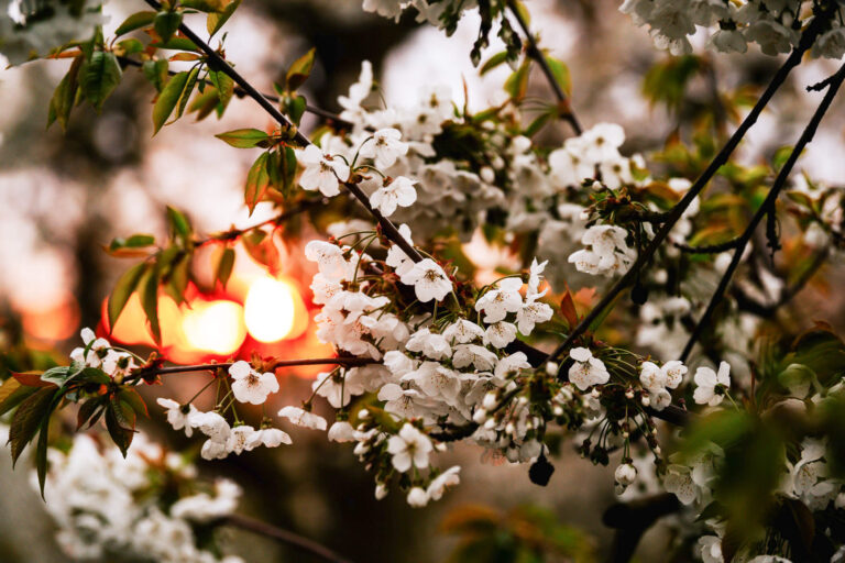 Toerisme-Sint-Truiden-Vuurbloesemwandeling-20230422-WEB-084